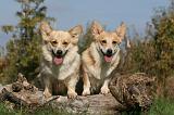 CORGI PEMBROKE 1025